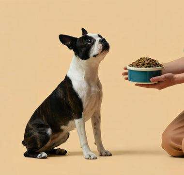 What's Trending in Dog Nutrition: What Every Dog Parent Should Know in 2026