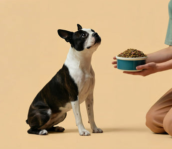 What's Trending in Dog Nutrition: What Every Dog Parent Should Know in 2026