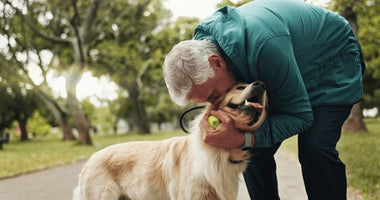 Pamper Your Paws: The Ultimate Guide to Elevating Your Pet's Lifestyle