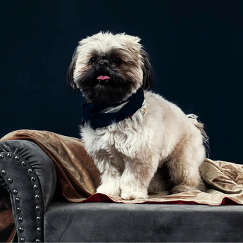 Dog Flea, Tick and Worm Treatments